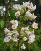 美好猴硐一見鐘情~鐘萼木復育推廣計畫