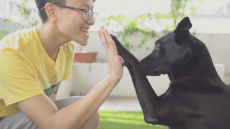 浪犬博士-狗兒家庭教育學院