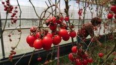 五塊番茄好夥伴