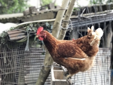 (Suputgkgngn-大家益起來)-後山養雞 生雞蛋