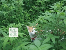 艾在慢城裡閒逛