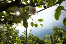 大埔客鄉的浪漫滋味